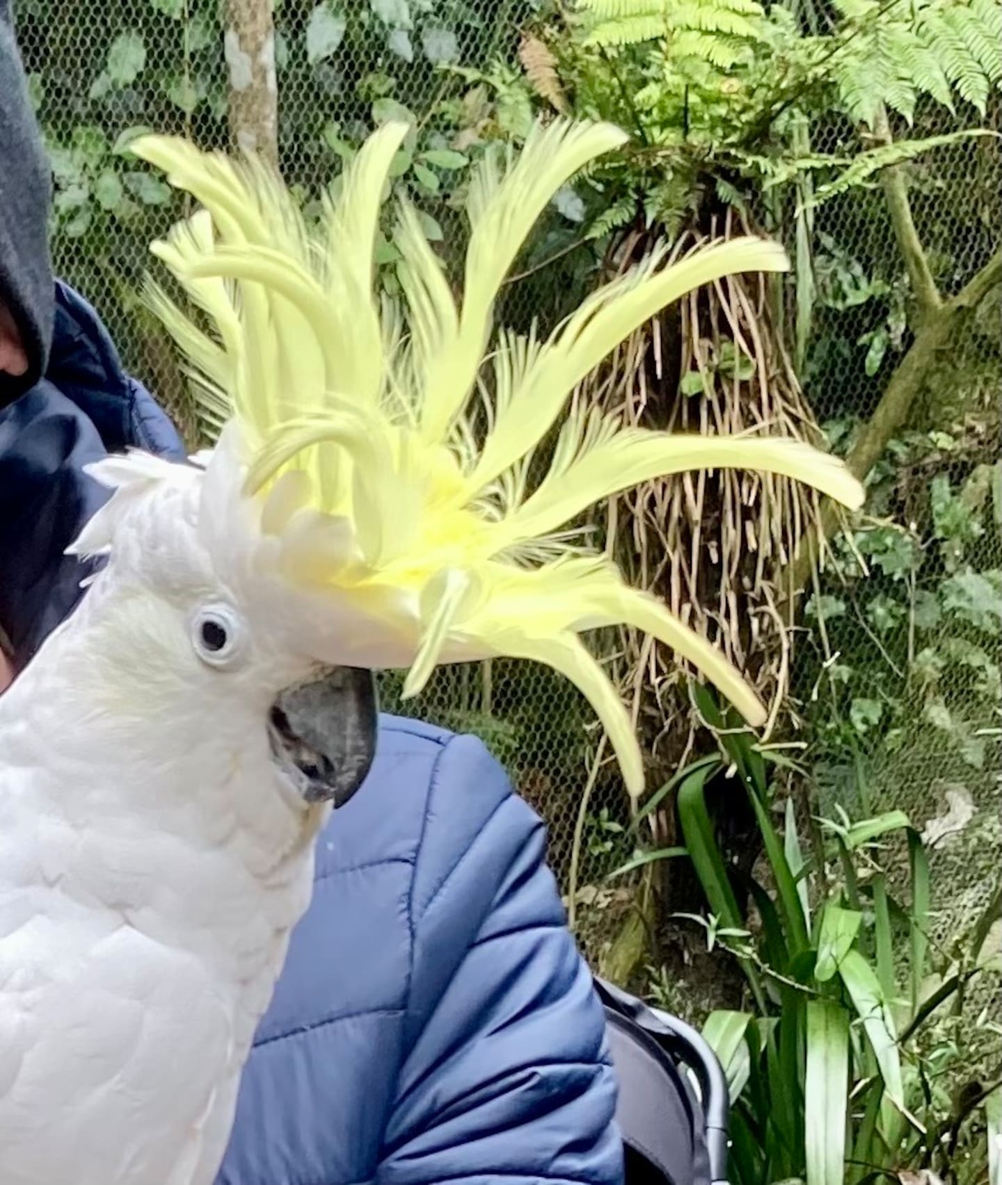 The cockatoo can say her own name, Pepper, and often says "hello darling" to Staglands visitors.