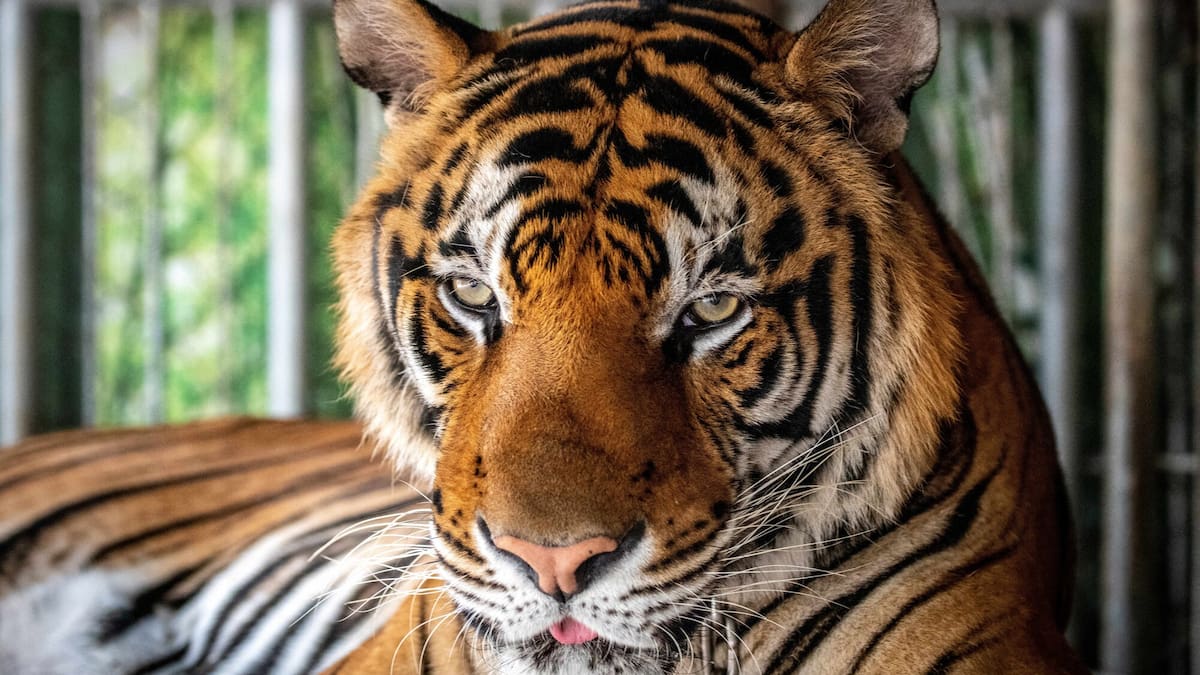 Deadly virus kills 72 tigers at Thai tourist park Deadly virus kills 72 tigers at Thai tourist park