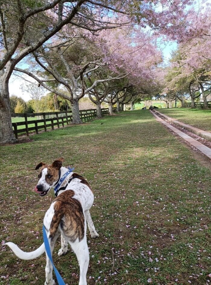  Skeeter came to the SPCA as a pup with his mum and siblings. Photo / SPCA