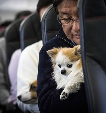 Japan Airlines Allows Dogs In Cabin For Special Charter Service