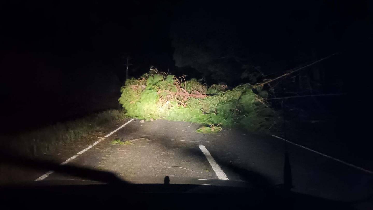 Fallen trees brought down powerlines in Northland. Photo / Supplied