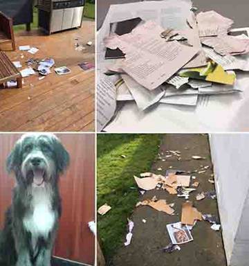 It Was Too Delicious Heartache For Chelsea Winter Fan As Dog Eats Cookbook Nz Herald