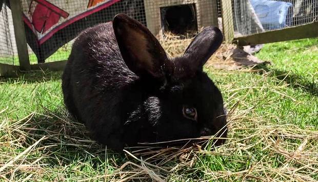 Fatty the rabbit, pictured in happier times. Photo / Supplied