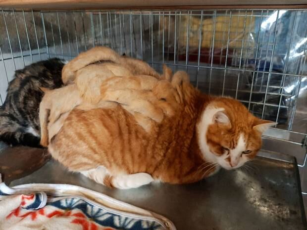 Catty Dread Neglected Cat Grows 1kg Dreadlocks Nz Herald