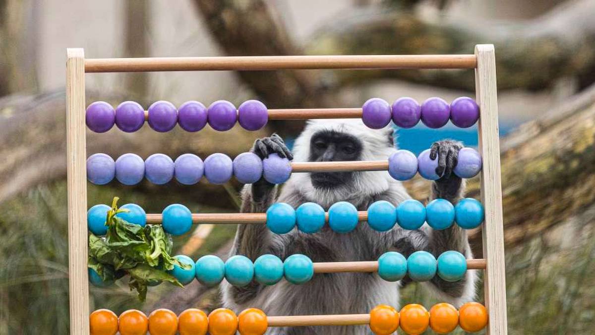 Kebun Binatang London membuat inventarisasi hewan tahunan 20.000 makhluk