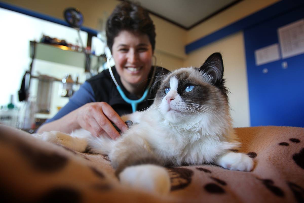 Opinion How To Avoid Pet Abscesses Nz Herald