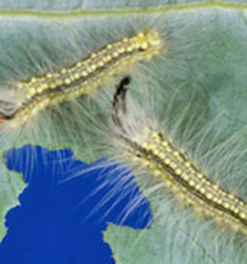 Venomous Caterpillar Stings Three Girls Nz Herald