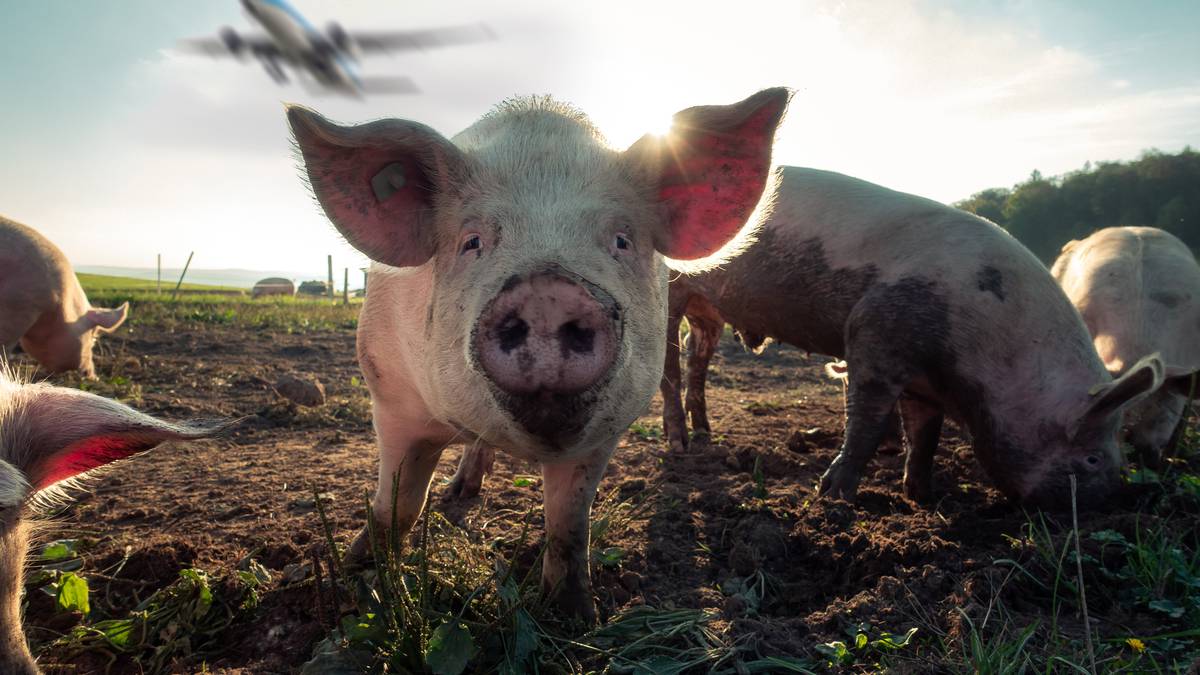 Photo of L’aéroport de Schiphol utilise 20 porcs pour expérimenter la sécurité humaine