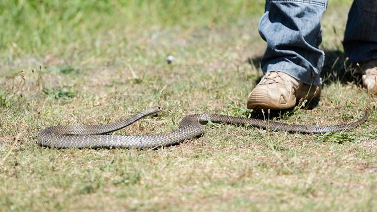 Photo of Les serpents et les araignées venimeux sont en augmentation en Nouvelle-Galles du Sud avec un temps humide cet été