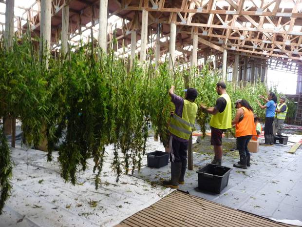 Hikurangi Cannabis already employs a staff of 22. Photo/Supplied. 