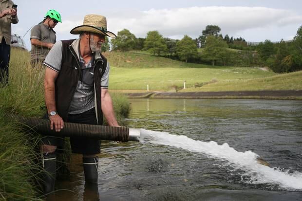 More Than 1000 Trout Released Into Lake Mclaren And Ruahihi Canal Nz Herald