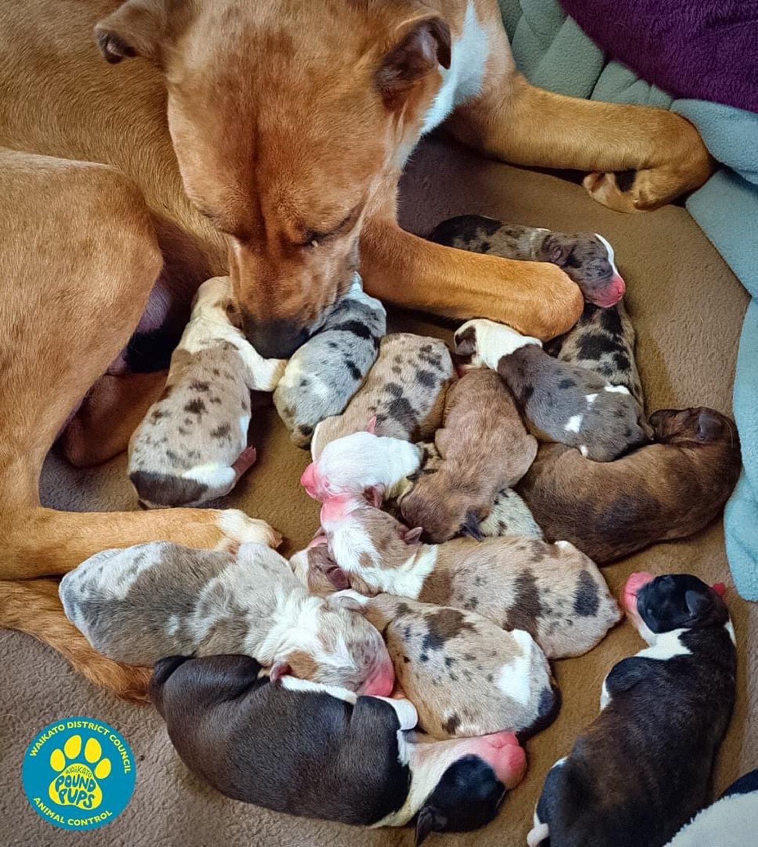 Dog with 18 puppies finally finds a new home in Waikato District - NZ Herald