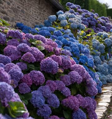 Gardening Best Way To Water During Summer Nz Herald