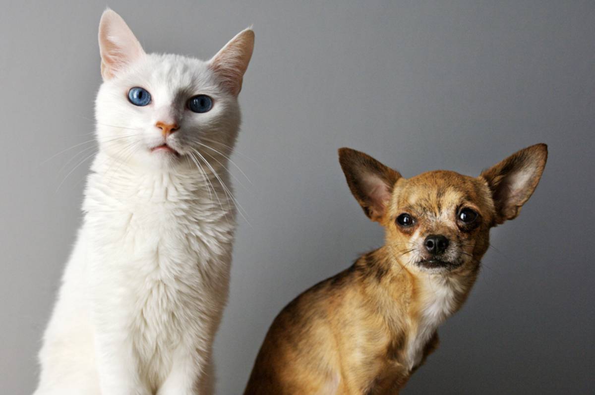 Scientists Reveal Why Cats Bully Dogs Nz Herald