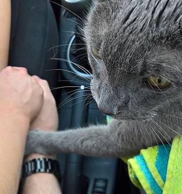 Why The Internet Is Crying Over This Cat Nz Herald