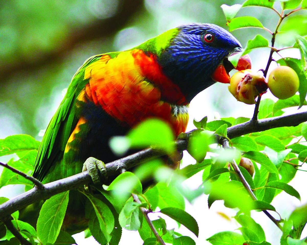 Rainbow Lorikeets On The Loose In Katikati Nz Herald