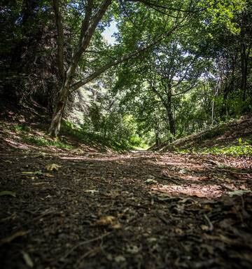 Should 100 Havelock North Trees Be Cut Down Hastings
