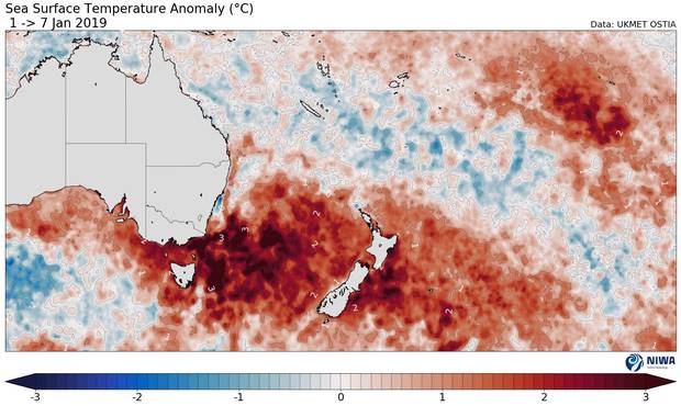 Sea temperatures around New Zealand from January 1 to 7 show parts of the Tasman Sea and off the east coast are 2-3C above average. Image / Niwa