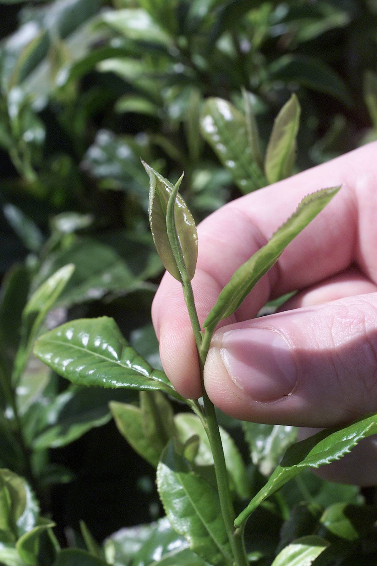 Broomstyle: Camellia Sinensis Plants For Sale Nz