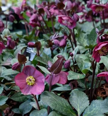 Hellebores Brighten Up Winter Nz Herald