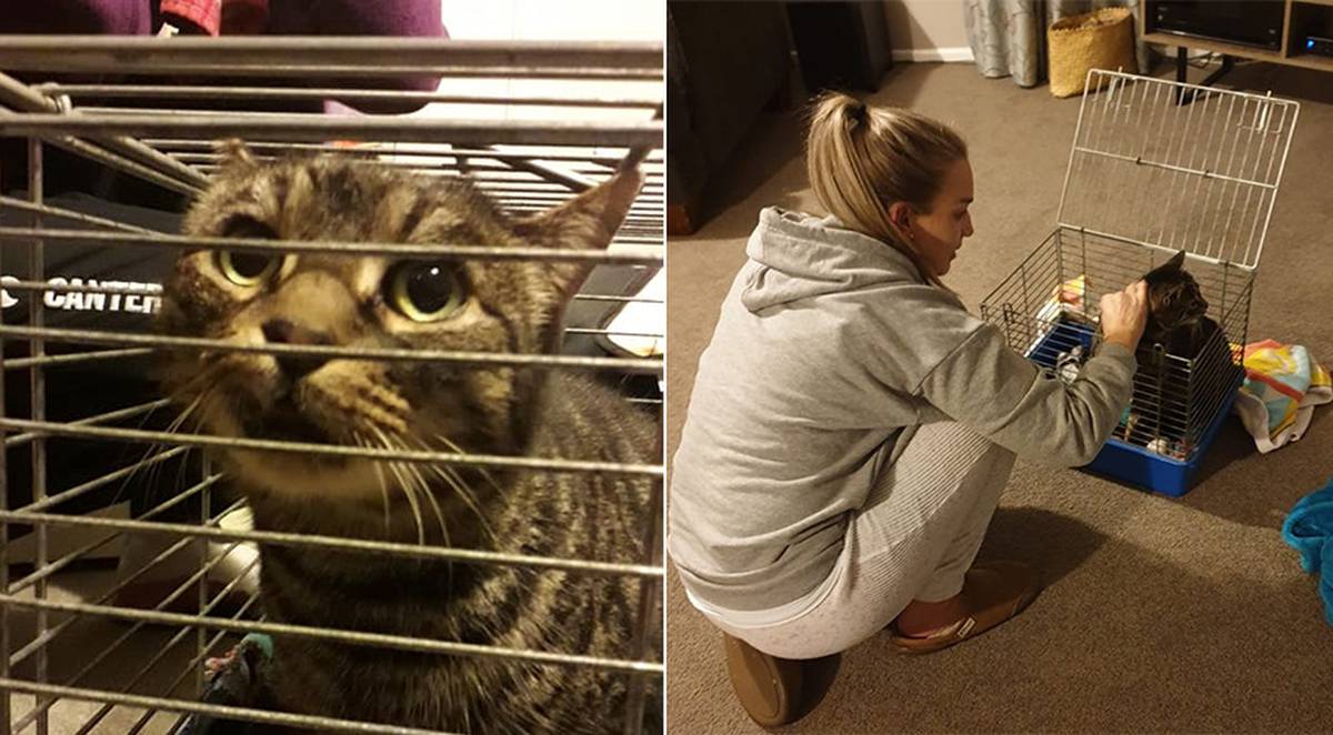 The Cat Came Back Two Years Later One Of The Best Rescues Ever