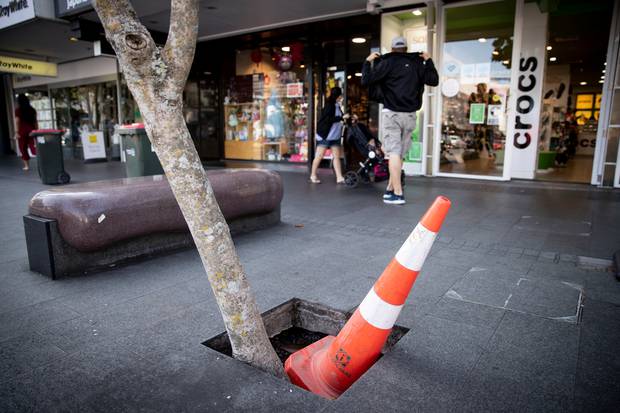 Road cones are placed in tree holes along Newmarket's Broadway after Bruce Steedman fell and hit his head. Photo / Dean Purcell