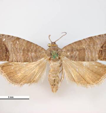 Plant And Food Research Develops New Weapon Against Most Feared Pests Nz Herald