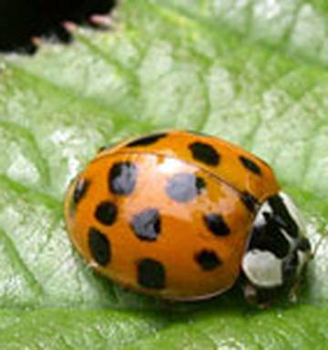 Invasive Ladybird Huge Threat To British Insects Nz Herald