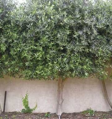 Olive Trees For Fruit Oil Or Hedging Nz Herald