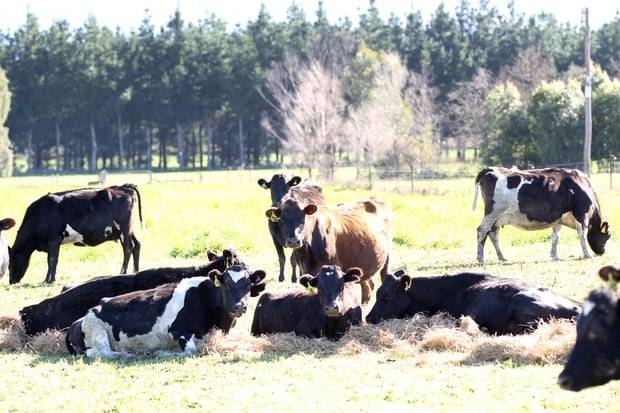 Agriculture, which contributes half of our gross greenhouse gas emissions, won't be brought into the Emissions Trading Scheme - yet. Photo / File.