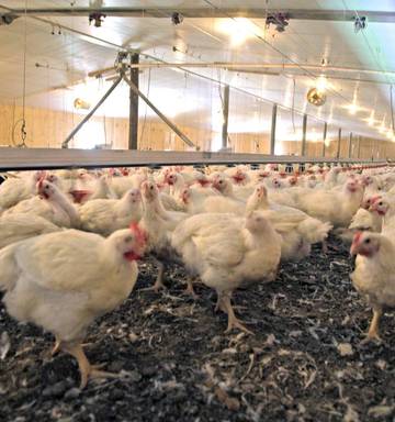 Big Jump In Chicken Eating Prompts New Food Safety Testing Probe