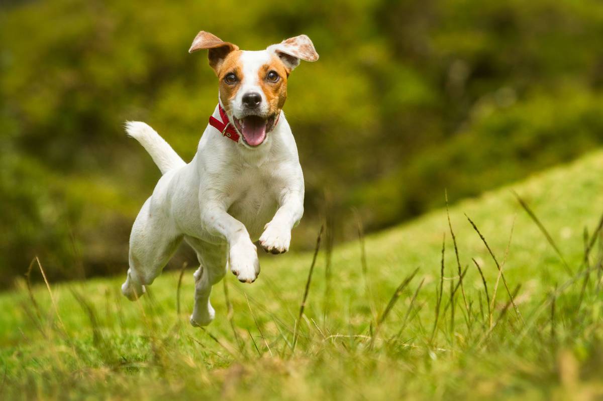 Your Dog Could Experience Major Separation Anxiety After