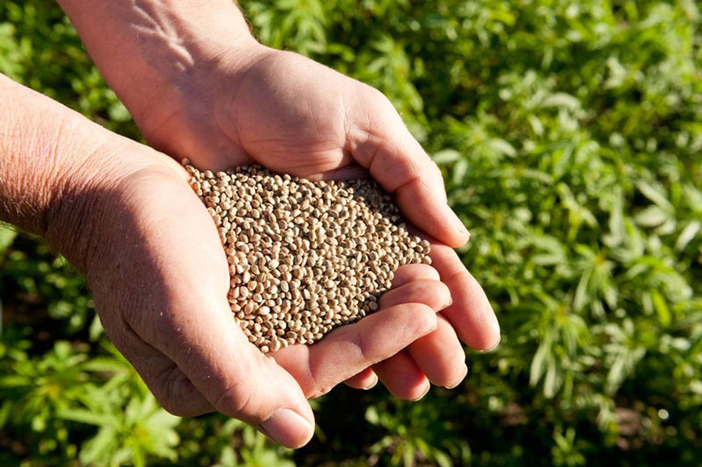 Seeds and oil are currently the biggest focus for New Zealand hemp companies. Photo / Supplied