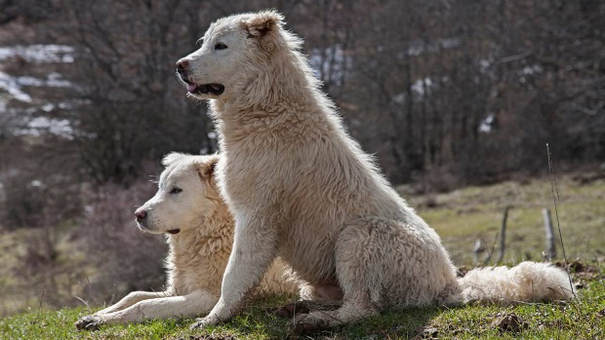 Photo of Un étudiant italien a été tué par un groupe de chiens alors qu’il marchait avec un ami