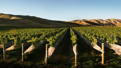 Terry Dunleavy Wine Deserves Its Place In The Sun Nz Herald
