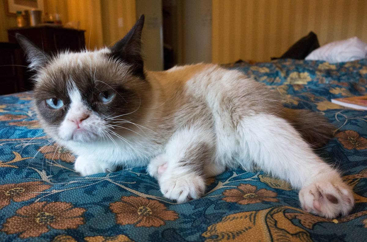 Cats Recognise Their Owners Voices But Didn T Evolve To Care