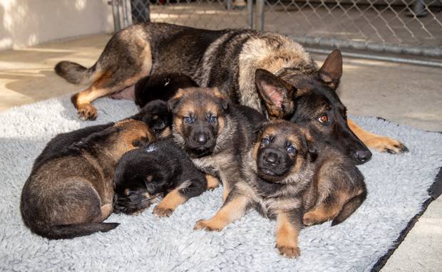 A litter of puppies bred at the NZ Police dog training centre. Photo / Mark Mitchell
