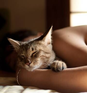 Do Cats Purr When Humans Aren T Around Nz Herald