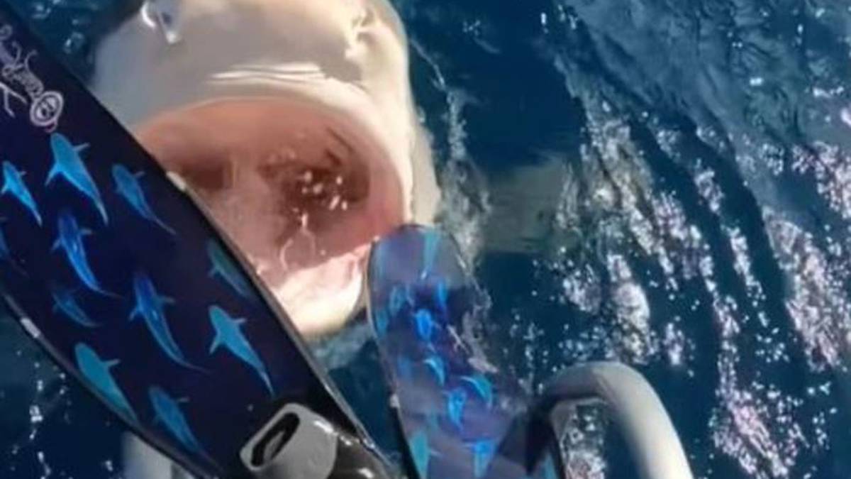 Şaşırtıcı görüntüler, dalgıç Ocean Ramsey’in beş metre yüksekliğindeki bir köpekbalığıyla yakından baktığını gösteriyor