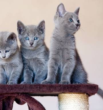 Scammers Target Would Be Pet Owners Nz Herald
