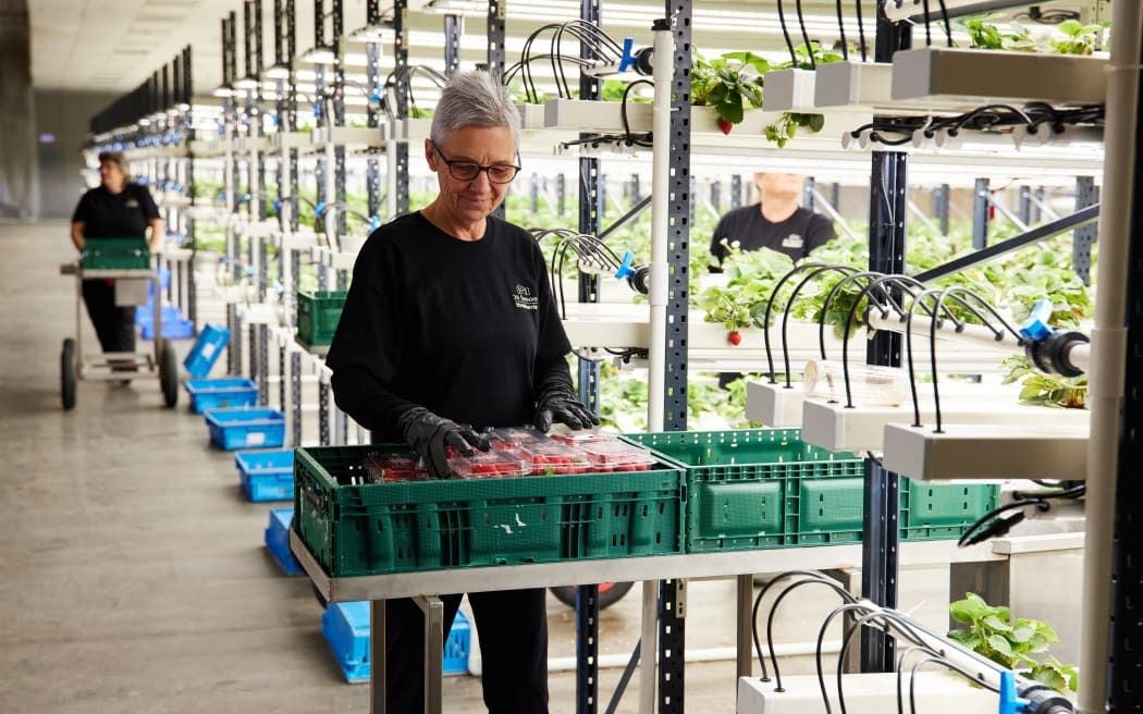 26 Seasons' first vertical strawberry farm aims high in Foxton - NZ Herald