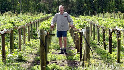 Innovation Increasing Berry Yields Nz Herald